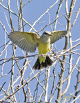 Kingbirds and Waxwings